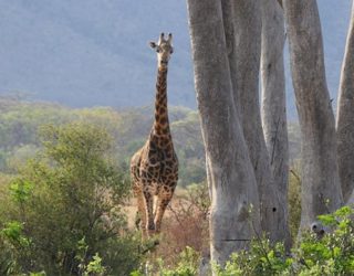 De echte safari kan beginnen: giraf