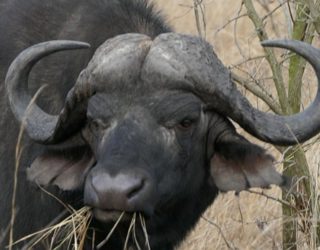 De echte safari kan beginnen: buffels