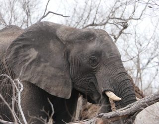 De echte safari kan beginnen: olifanten