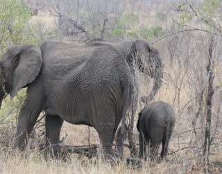 De echte safari kan beginnen: olifanten