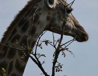 Giraffen in Zuid-Afrika