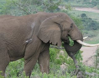 olifant in Zuid-Afrika