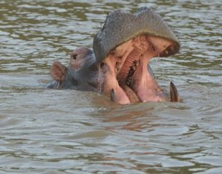 Varen tussen nijlpaarden en krokodillen