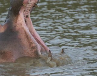 Varen tussen nijlpaarden en krokodillen 