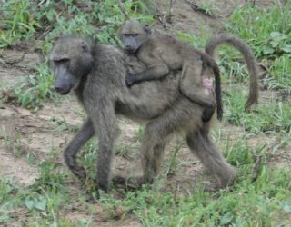 aapjes in het wildreservaat