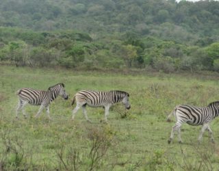 zebra's in het wildreservaat
