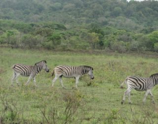 zebra's in het wild