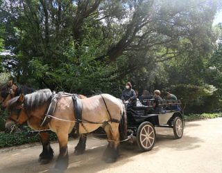 Met paard en kar door het sprookjespaleis