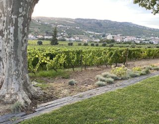 Wijnranken langs de Douro rivier in Portugal