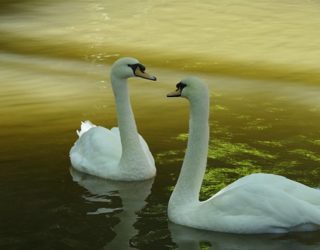 Zwanen in het sprookjespaleis