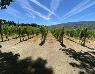 Wijnranken langs de Douro rivier in Portugal