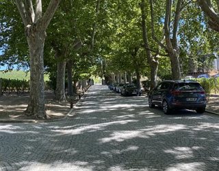 Wijnranken langs de Douro rivier in Portugal