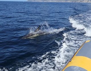 Dolfijnen spotten aan de Costa Lisboa