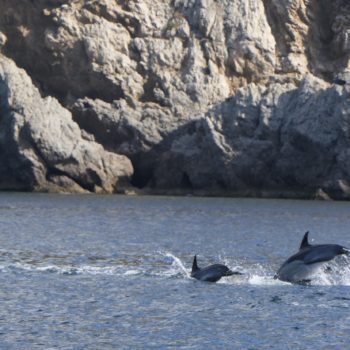 Dolfijnen spotten aan de Costa Lisboa
