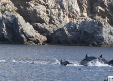 Dolfijnen spotten aan de Costa Lisboa
