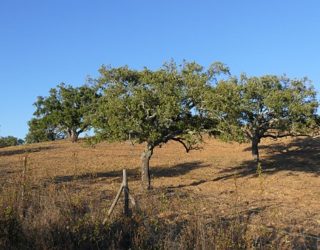 ezelrit in de natuur