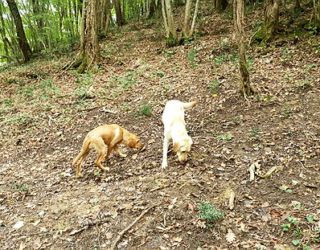 truffels zoeken met honden