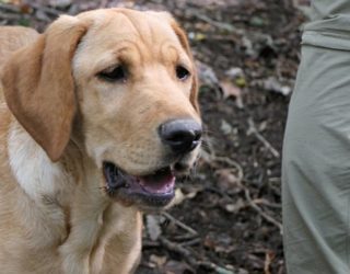 truffels zoeken met honden