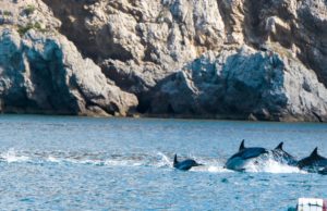 dolfijnen in Lisabon