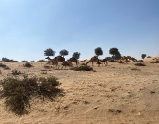 wilde kamelen tijdens quad tour
