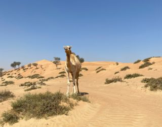 wilde kamelen tijdens quad tour