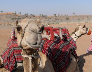 kinderen op kamelen