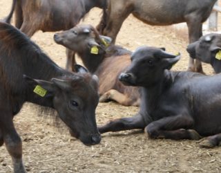 Babybuffeltjes bij elkaar op de buffelboerderij