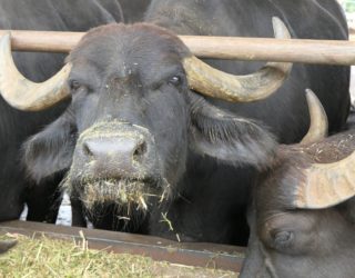 Lieve buffel op de buffelboerderij