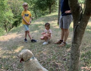 Truffels zoeken met honden Istrië