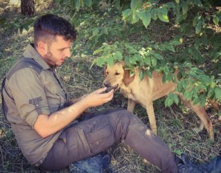 Truffels zoeken met honden Istrië