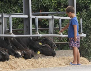 Jongetje bij de buffels op de boerderij