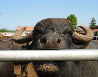 buffels buffelmozzarella