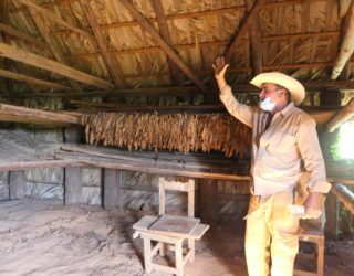 tabaksboer in vinales