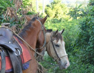 twee paarden in de vinales