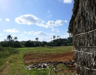 tabaksveld in vinales