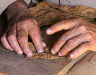 tabaksboer in vinales rolt sigaar