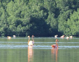 Flamingo kolonie Cuba