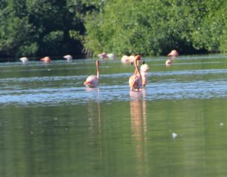 Flamingo kolonie Cuba