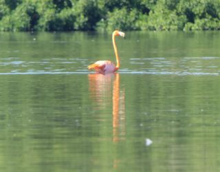 Flamingo kolonie Cuba