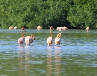 Flamingo kolonie Cuba / colonie de flamants roses cuba