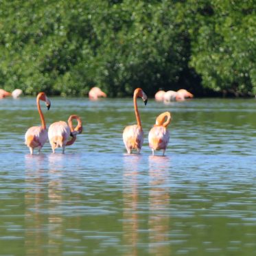 Flamingo kolonie Cuba