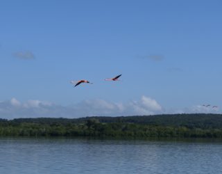 Flamingo kolonie Cuba