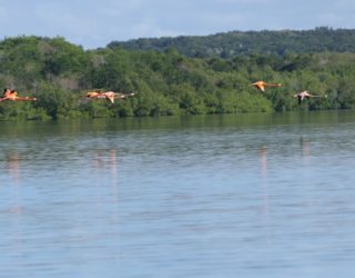 Flamingo kolonie Cuba