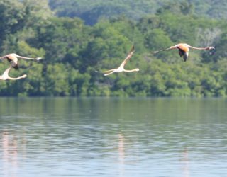 Flamingo kolonie Cuba