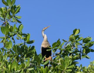 Flamingo kolonie Cuba