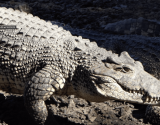Krokodil Playa Larga - crocodile Playa Larga