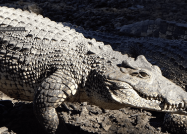 Krokodil Playa Larga - crocodile Playa Larga