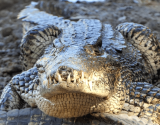 Krokodil Playa Larga - Crocodiles