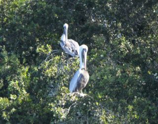 Twee pelikanen gespot vanuit bootje naar indianeneiland