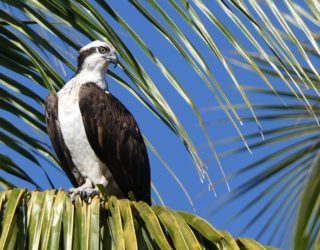 Witte reiger richting Indianeneiland